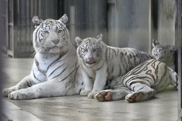 宇都宮動物園のホワイトタイガー