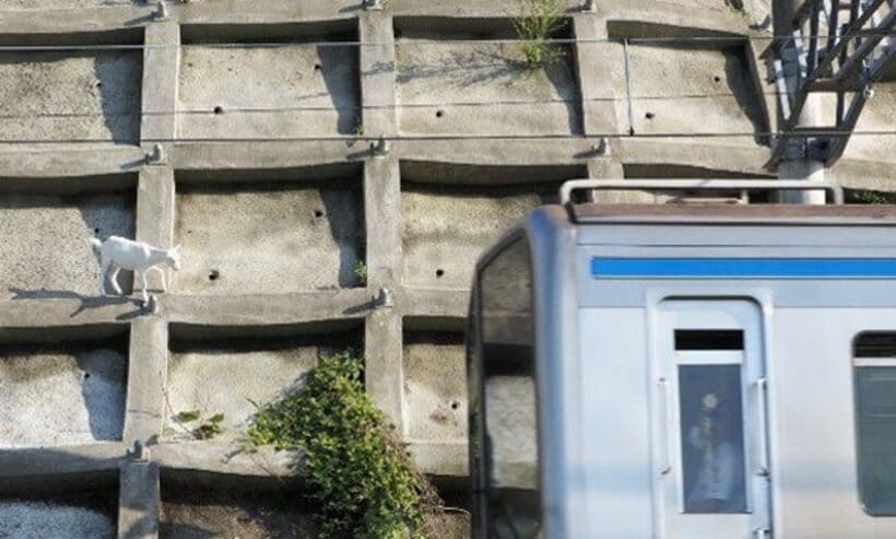  京成電鉄とヤギの写真を知人が送ってくれました！