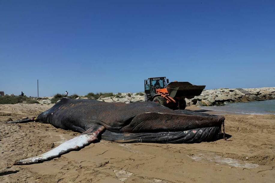  スペインの海岸に打ち上げられたクジラの死骸（ロイター）