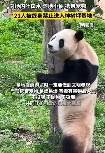 迷惑行為の被害に遭ったパンダ（微博から）