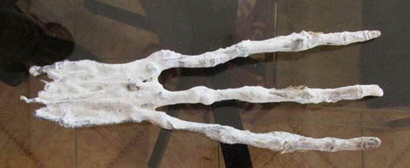  ナスカで発見された３本指のミイラ「マリア」