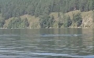  アラスカで撮影された謎の巨大生物（ユーチューブから）