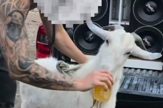 ビールらしき液体を飲まされるヤギ(フラダ・ジョインヴィレのフェイスブックから)