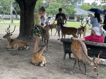 奈良公園で鹿と戯れる外国人観光客（２０２３年撮影、記事の内容とは関係ありません）
