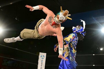 入場してきたハヤブサ(右)に、奇襲をかけたヴァンヴェール・ジャック