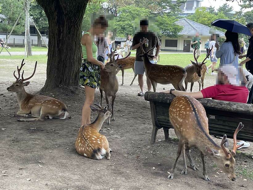 奈良公園で鹿と戯れる外国人観光客（２０２３年撮影、記事の内容とは関係ありません）