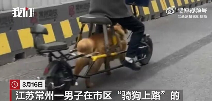犬を動力にした自転車（微博から）