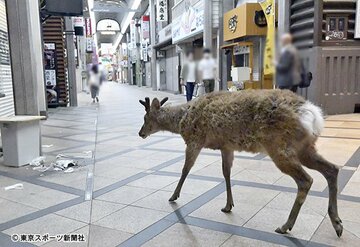 エサを求めて商店街をはいかいする鹿