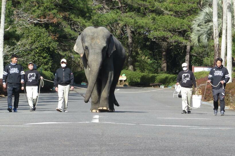 ゾウと歩くドラフト庄子雄大（左）と岩崎峻典（右）