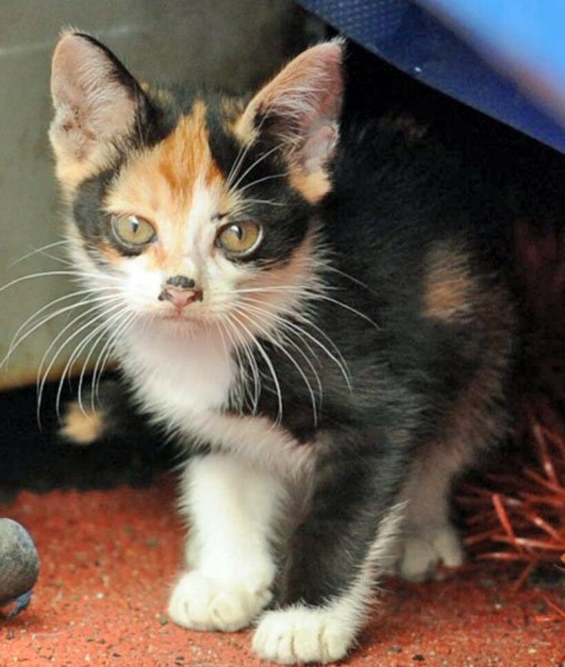  子猫に癒やされたかった？(写真はイメージ)