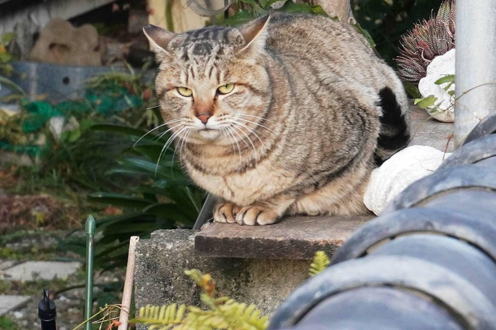 玄関先にはネコが交互に現れる