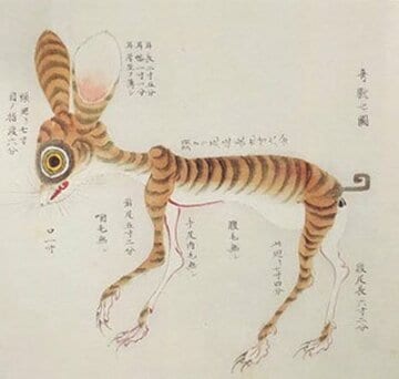 土佐で発見された奇妙な生物