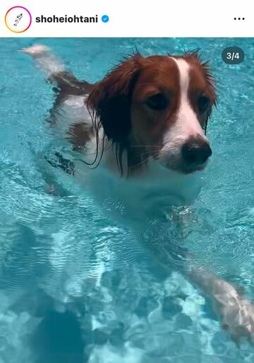 一生懸命泳ぐデコピン（大谷のインスタグラムから）