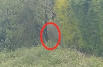  英国で撮影された「謎の獣人」（ユーチューブから）