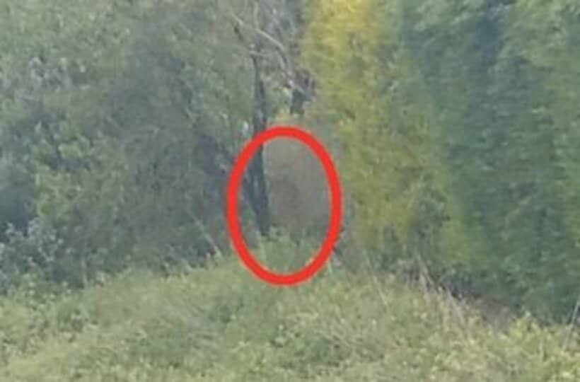  英国で撮影された「謎の獣人」（ユーチューブから）