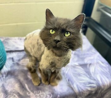 行方不明だったバディ（インスタグラム@lenaweehumanesocietyから）