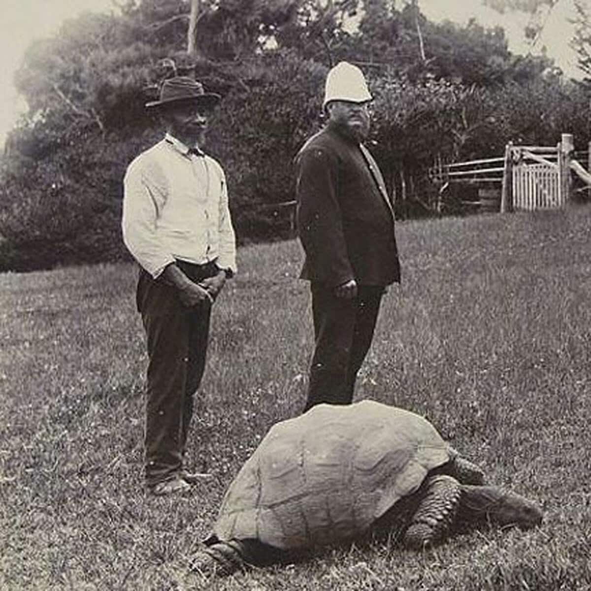 世界最高齢のゾウガメは生きていた 「193歳で死んだ」情報はデマだった