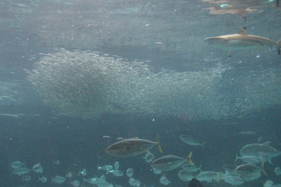 イワシの魚群（写真はイメージ）