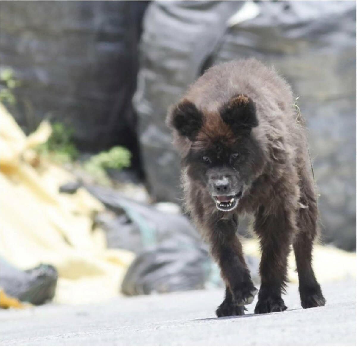 熊犬さん 新種UMA騒動！ハイブリッド「ベアドッグ」か 東北の峠を闊歩 | 東