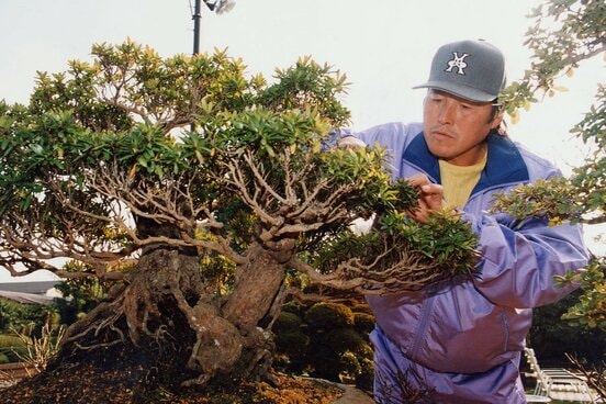 盆栽の手入れをする尾崎さん