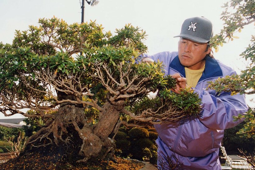 盆栽の手入れをする尾崎さん