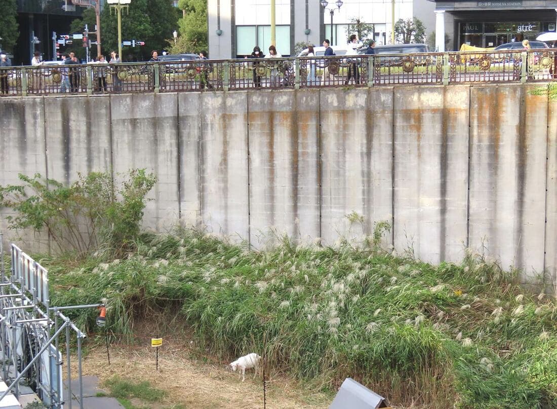 作業中のヤギを見守る人の姿も