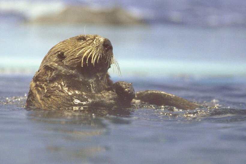 かつては水族館で主役クラスの人気を誇ったラッコだが…