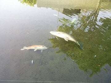 大量死した池の魚。ＧＷで休暇を楽しむ子供たちはガッカリだ（さいたま水族館提供）