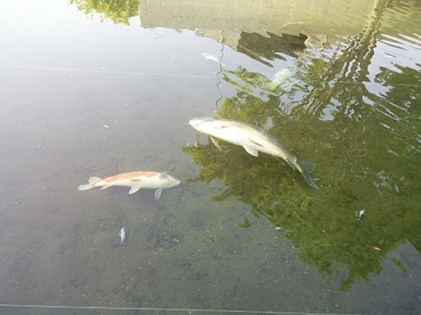 大量死した池の魚。ＧＷで休暇を楽しむ子供たちはガッカリだ（さいたま水族館提供）