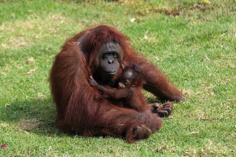  メキシコ・グアダラハラの動物園で子供と遊ぶボルネオオランウータン（ロイター）
