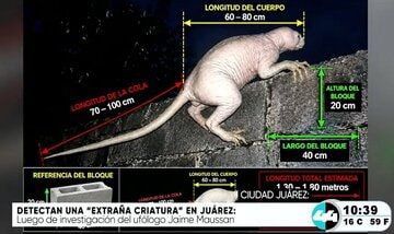 メキシコの謎の生物（「カナル４４」のユーチューブチャンネルから）