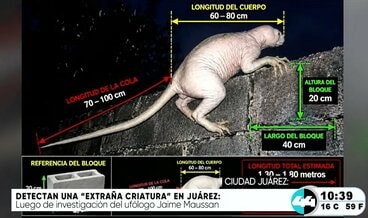 メキシコの謎の生物(「カナル44」のユーチューブチャンネルから)