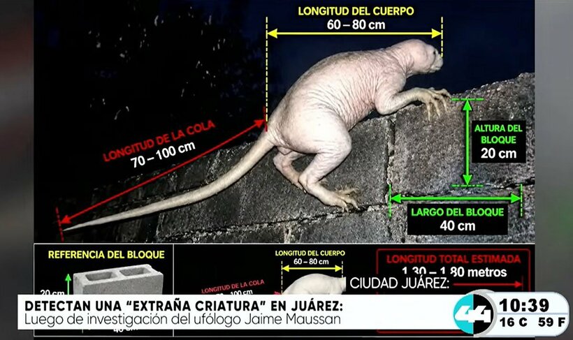 メキシコの謎の生物（「カナル４４」のユーチューブチャンネルから）