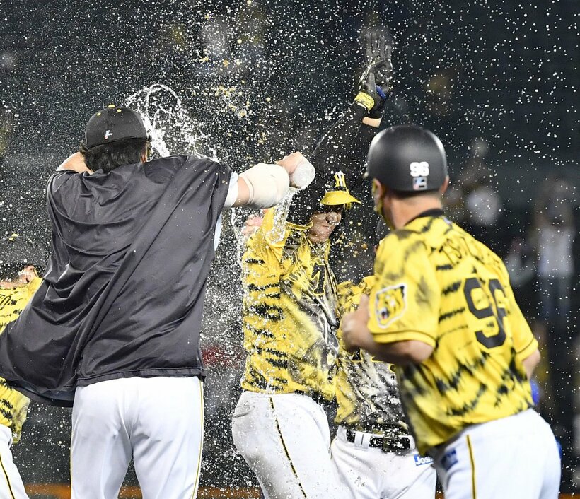  サヨナラ打の大山(中)を〝水責め〟で祝福する阪神ナイン