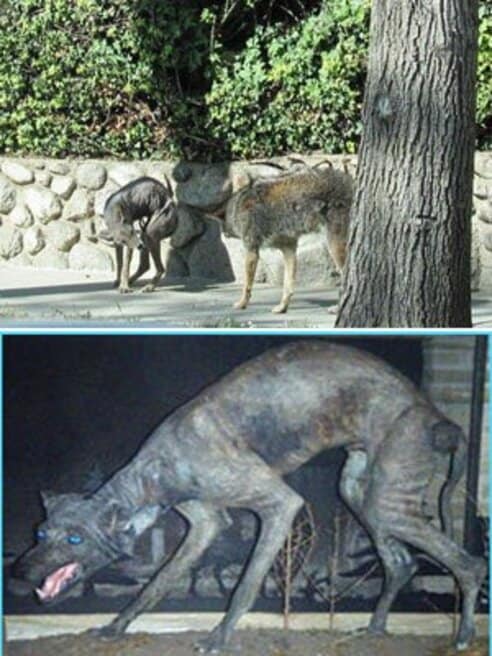 73】チュパカブラと同一視されている謎の生物「青き魔獣・ブルー
