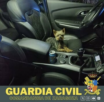 飼い主を助けたヨークシャー・テリアのルーカス（サラゴサ市警のインスタグラムから）