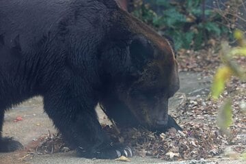 クマ被害が拡大している（写真はイメージ）