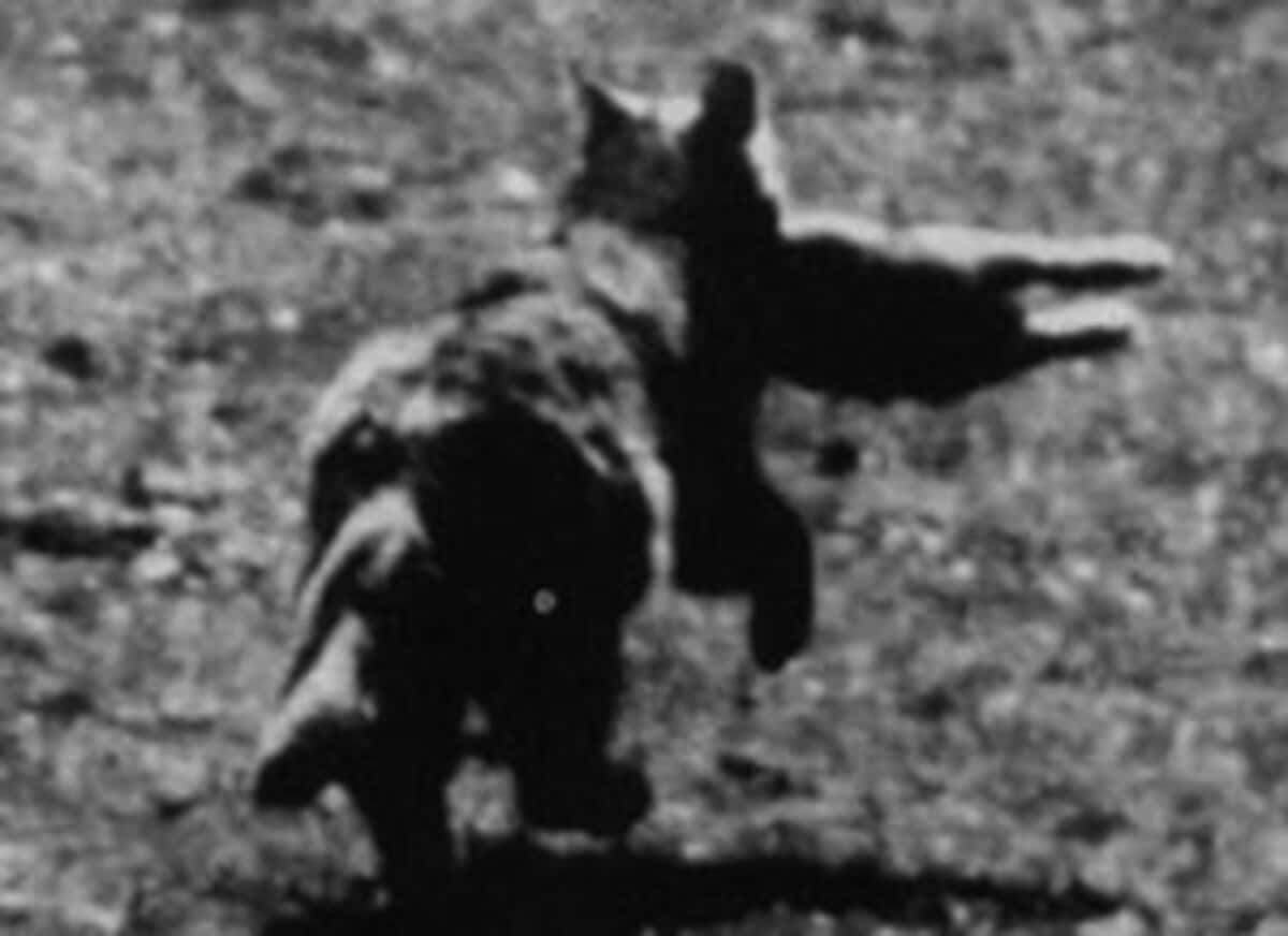 エイリアン ビッグ キャット