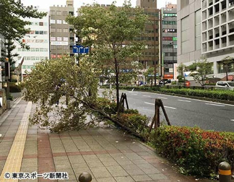 台風でなぎ倒された大阪市内の街路樹