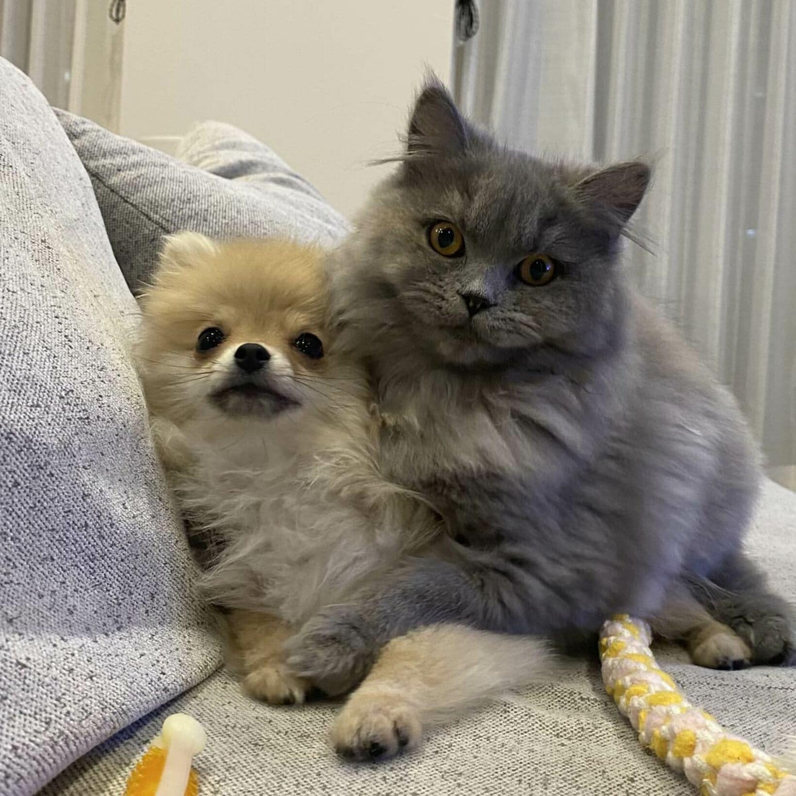 岡田アナの愛犬マリーと愛猫のルナ（本人提供）