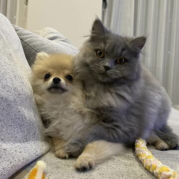 岡田アナの愛犬マリーと愛猫のルナ（本人提供）