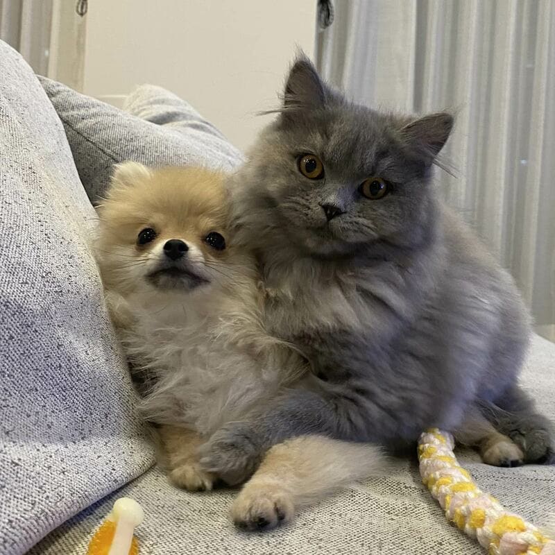 岡田アナの愛犬マリーと愛猫のルナ（本人提供）
