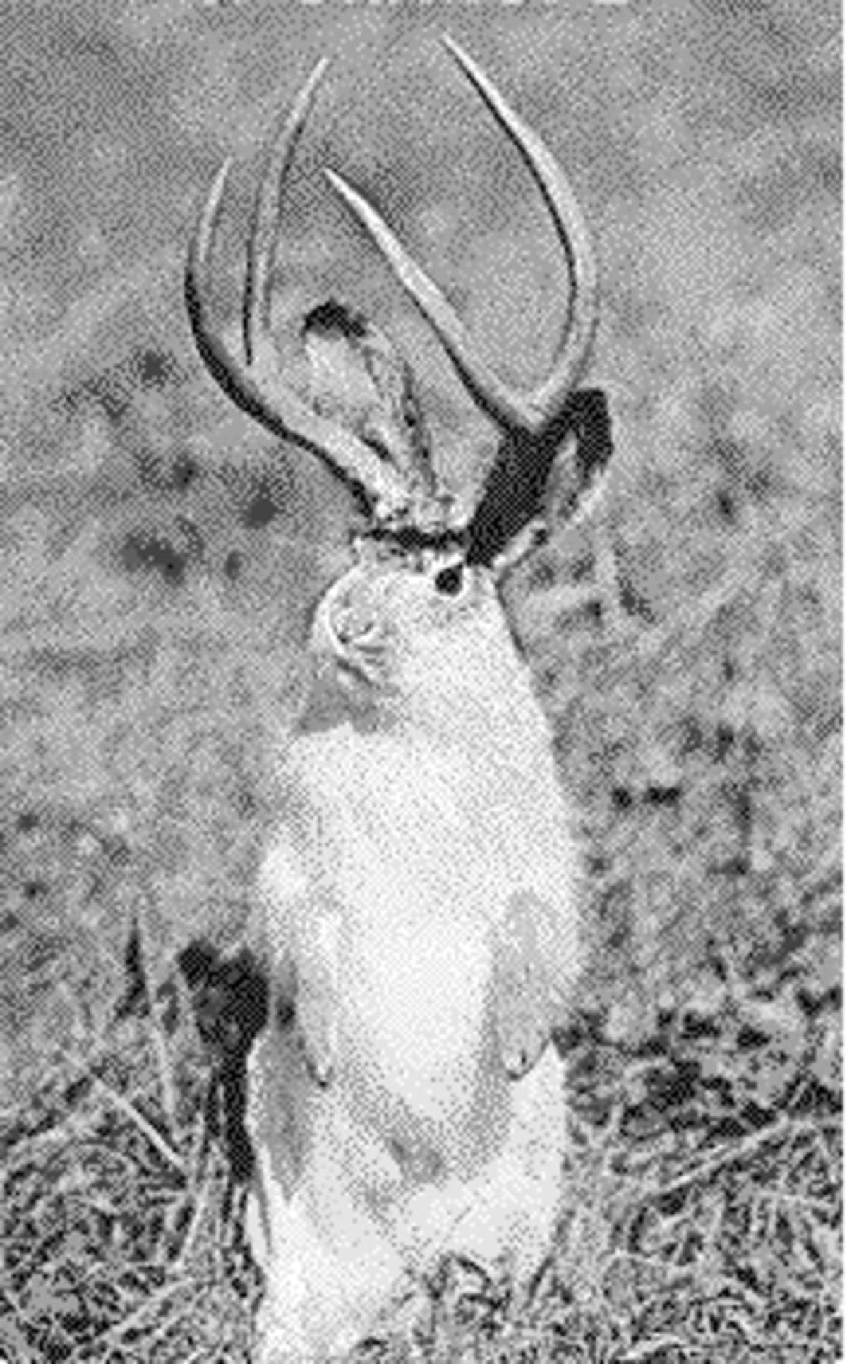 写真：頭部から角が生えたウサギ「ジャッカロープ」【UMA図鑑＃2】 | 東スポWEB