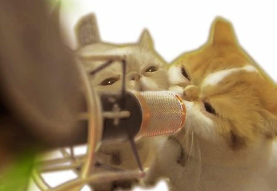 猫ひろしに贈る曲をレコーディングするブサかわ猫“ニコ＆ポコ”