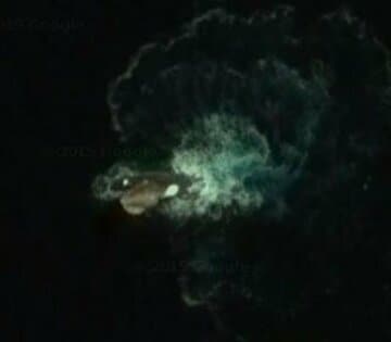  南極海の謎の生物