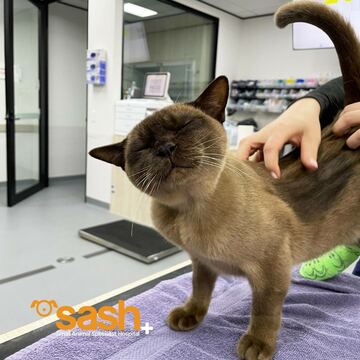 奇跡の猫パブロ（SASHのフェイスブックから）