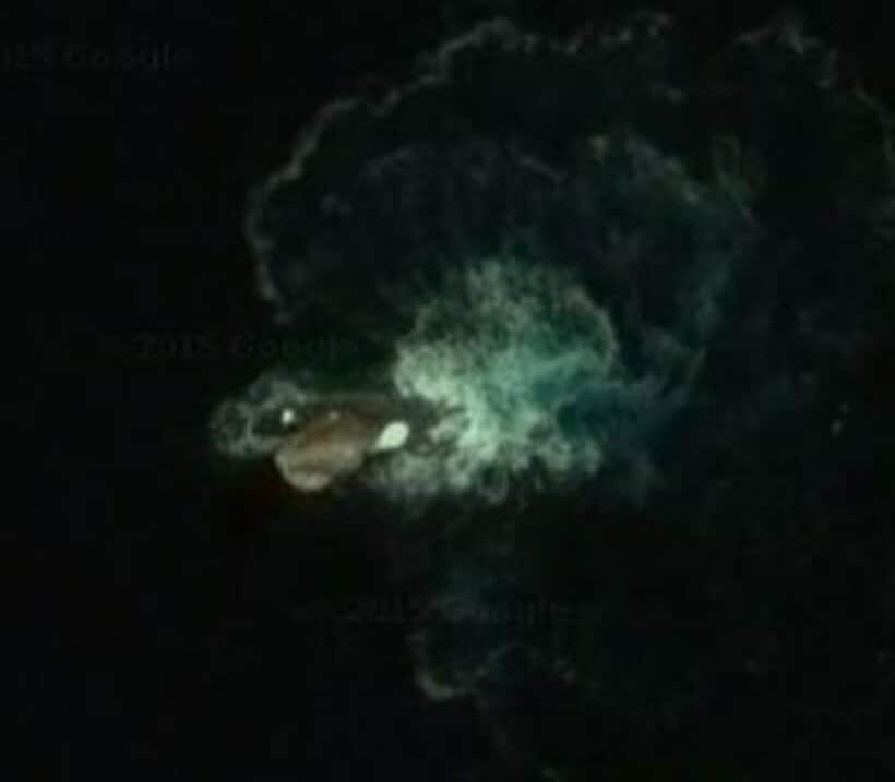  南極海の謎の生物