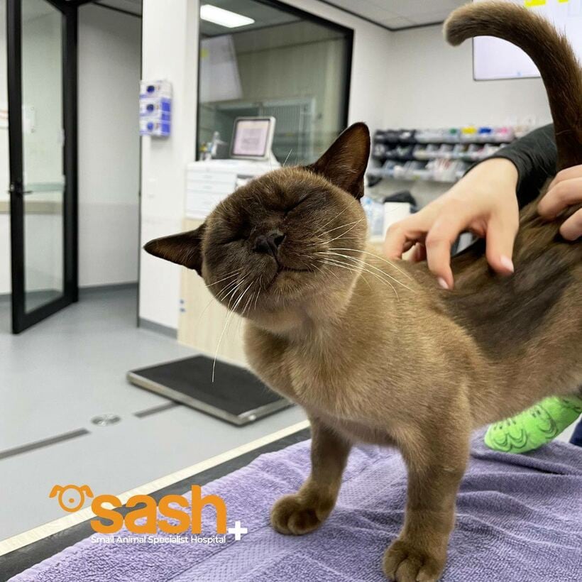 奇跡の猫パブロ（SASHのフェイスブックから）