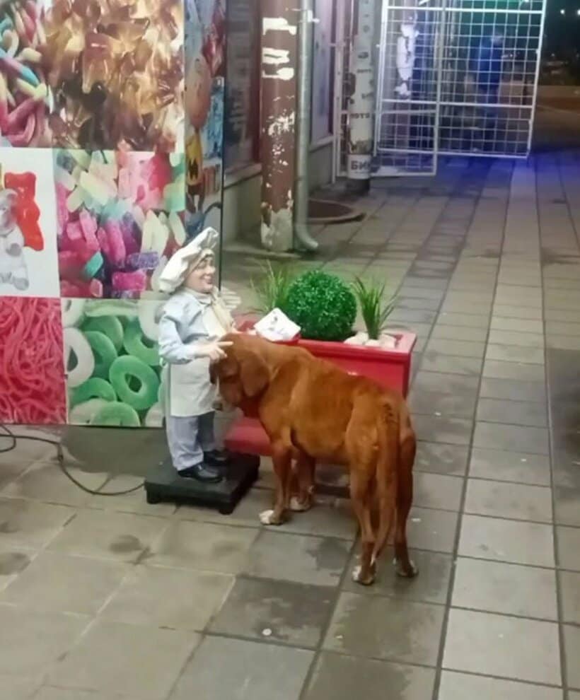 自動で動く彫像に頭をなでさせる野良犬（TikTok@vesna.vukojevicから）