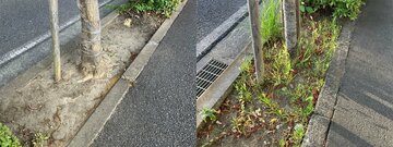 店舗側の街路樹(左)と店と対面にある道路の街路樹